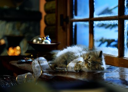 Vánoce pro kočičky