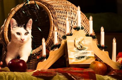 Strom splněných kočičích přání na pomoc útulkům