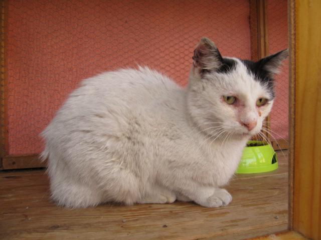 Kočička Gaia se zpovídá