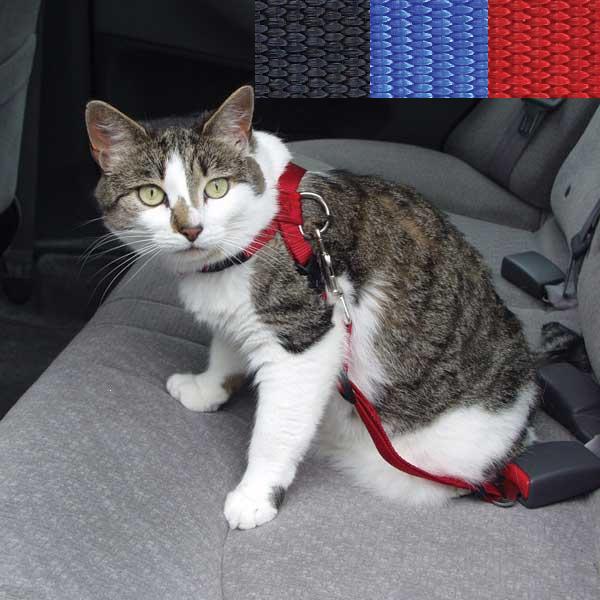 Jak za hranice se zvířaty v roce 2012?