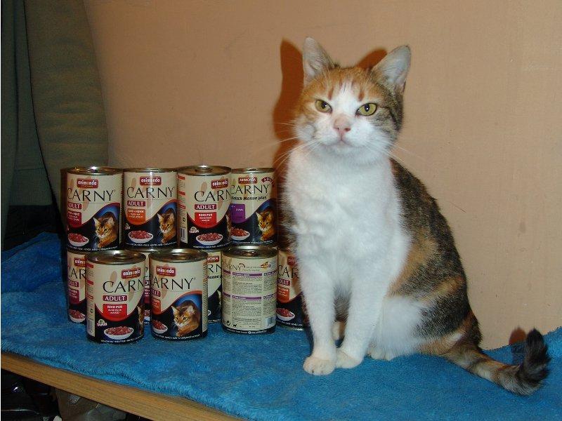 Kočičí přání - více než 700 000 korun pro kočky v útulcích