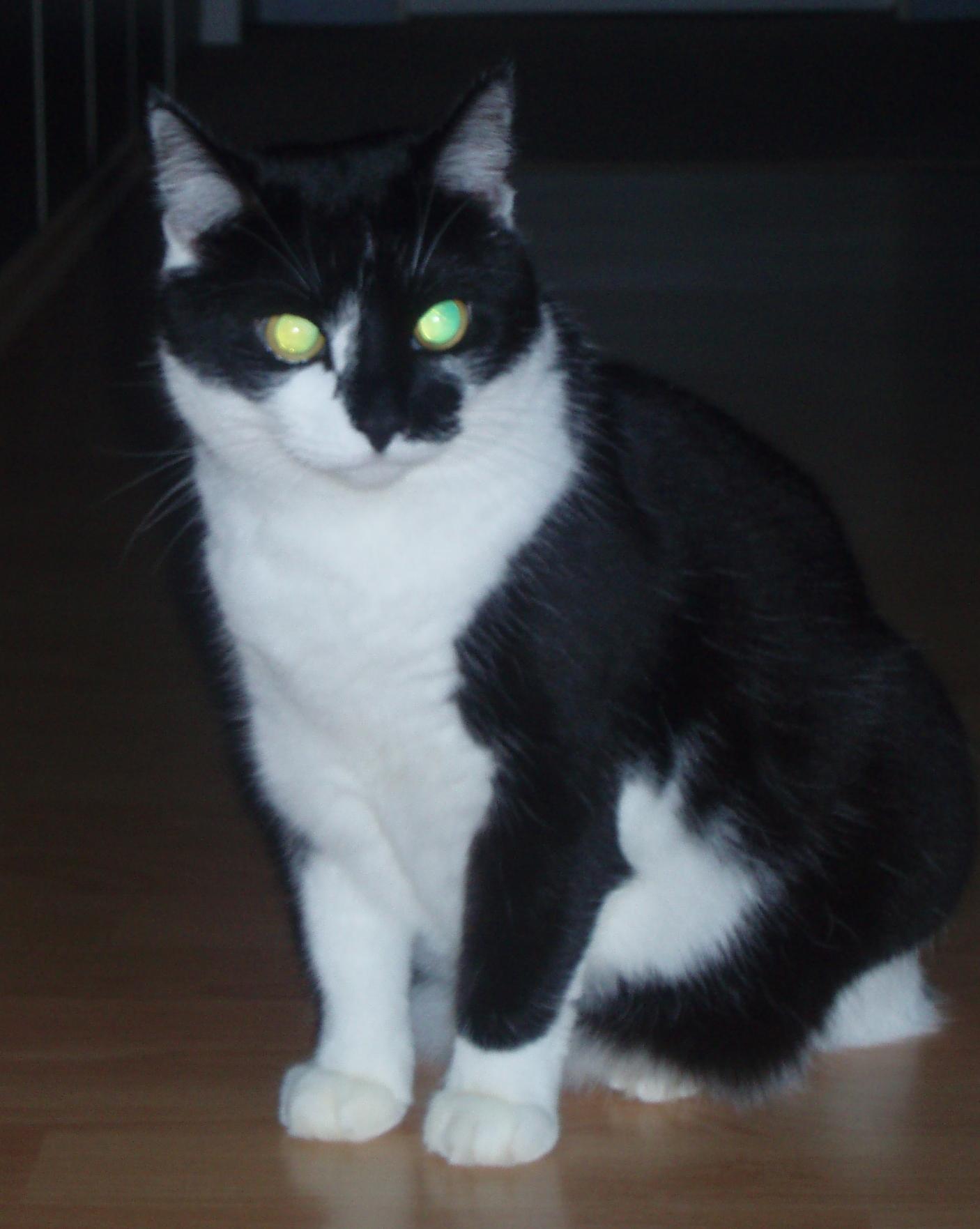 Škola zvířátek pro děti