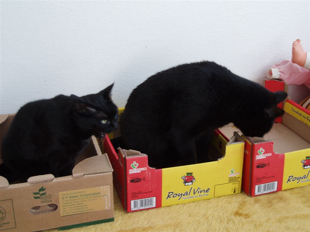 Smíří se kocour s pobytem venku?