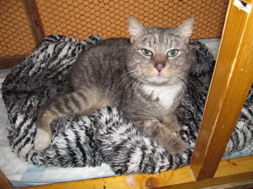 Lionek na osudové hranici života a smrti