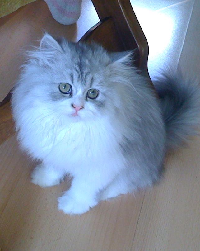  Informační centrum ochrany zvířat v Praze se znovu otevírá zájemcům