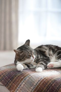 Deset nejčastějších otázek a omylů o ektoparazitech u psů a koček