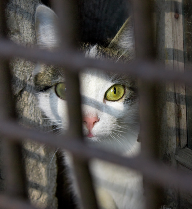 Umisťovací výstava koček na veletrhu FOR PETS