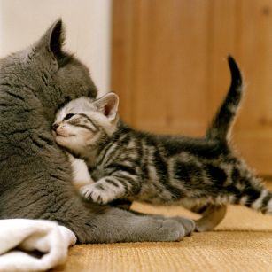 Co potřebují kočičí mimina?