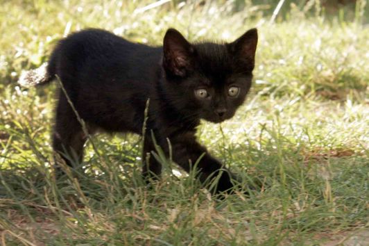 Narozeninová kočka