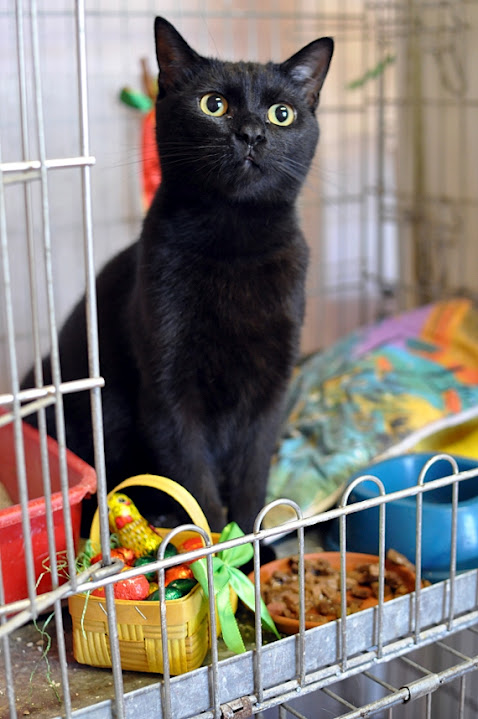 Umňoukané Velikonoce s kočičí koledou