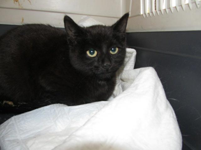 Umísťovací výstava opuštěných koček &#8211; FOR PETS 2012