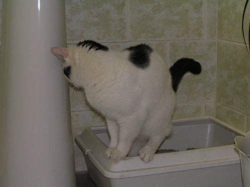 Má vaše kočka správný záchod?