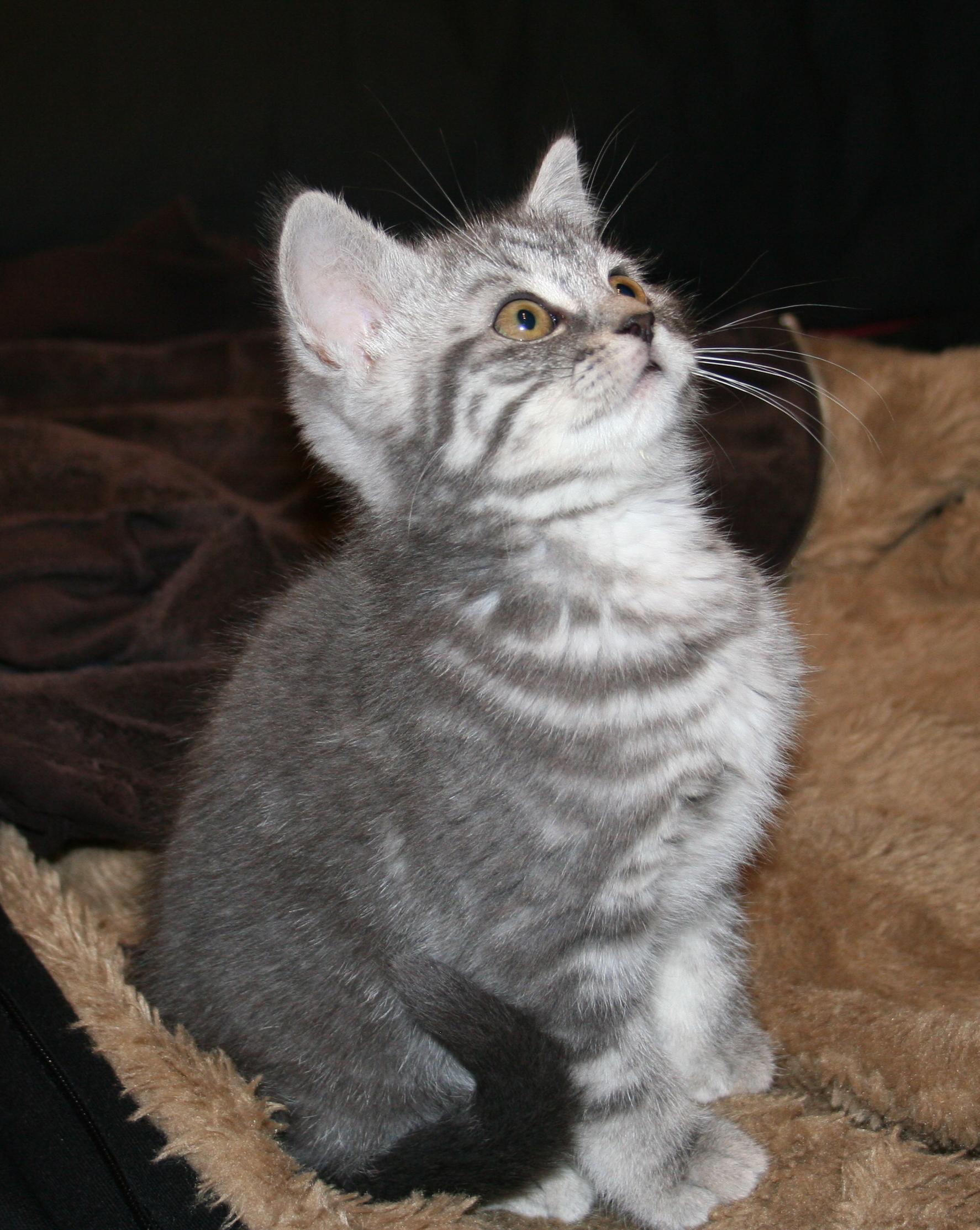 Vyvážená strava od kotěte je základ