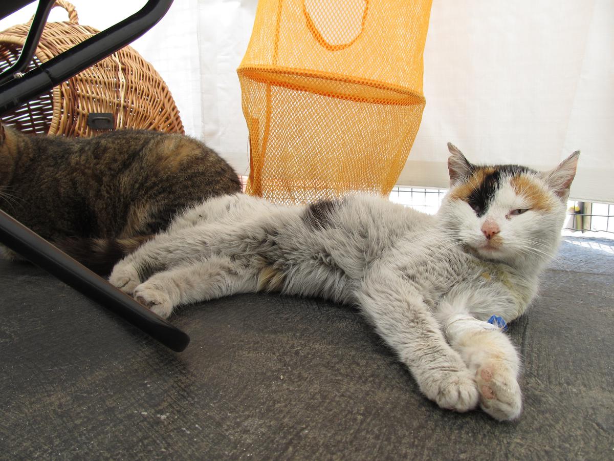 Rozloučení s milovanou Lucinkou