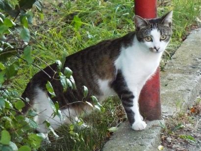 Kočičí životaschopnost