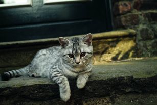 Ektoparaziti ovlivňují i vaše zdraví