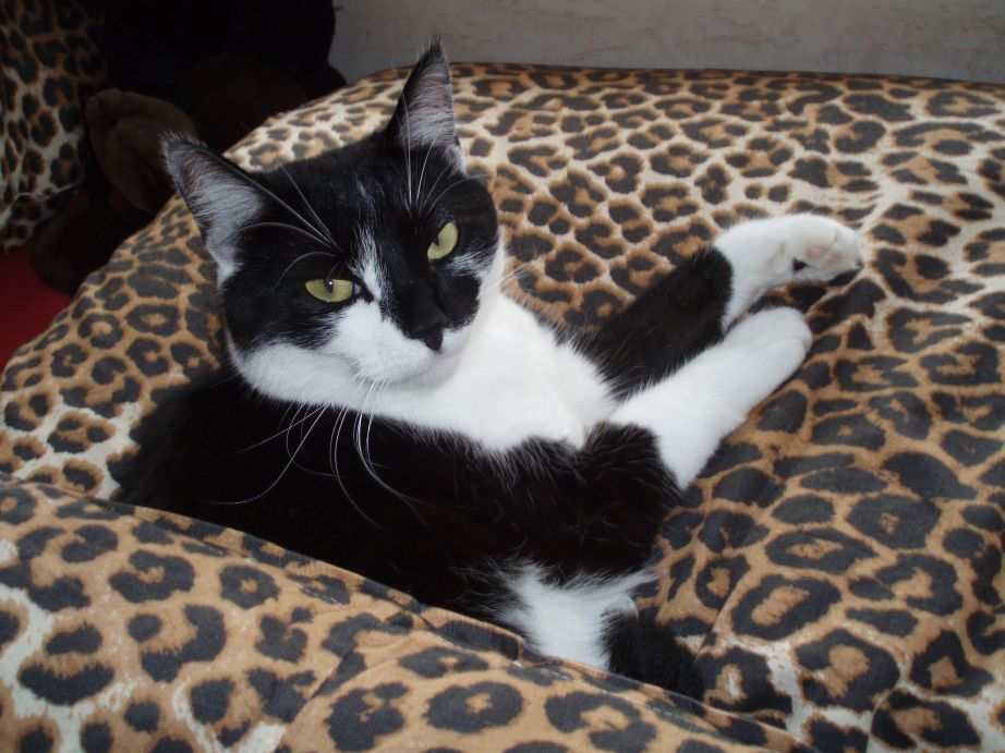 Péče o březí kočku