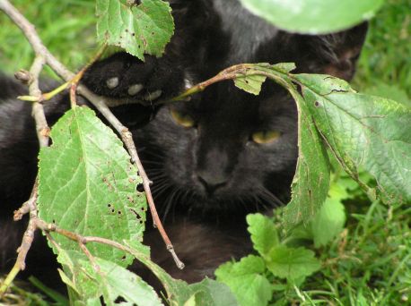 Nádory mléčné žlázy