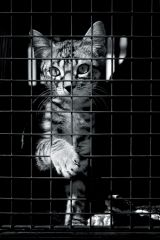 Lepší svět pro zvířata