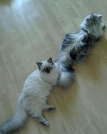 Očkování a homeopatika