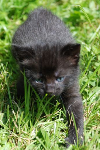 Adopce zvířat z útulků