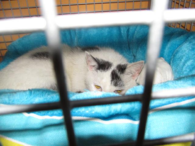 Příběh kočičky Niny