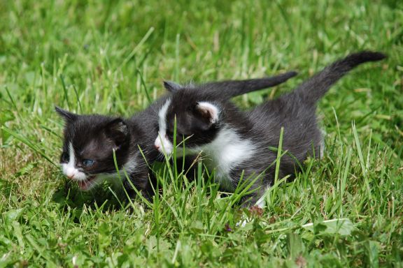 Je vhodné střídat jednotlivé značky granulí?