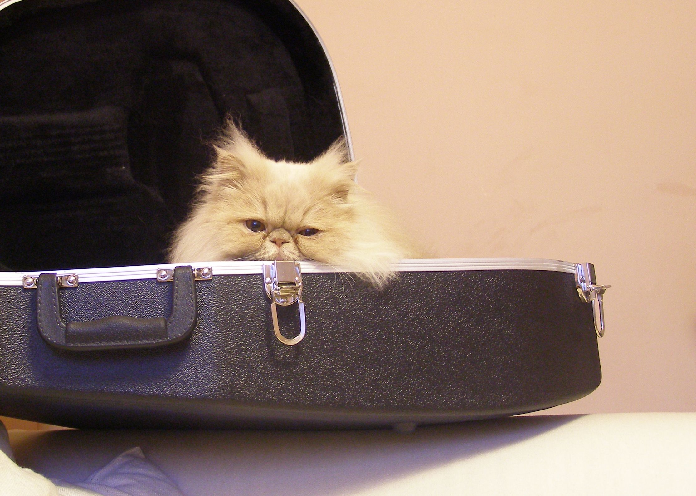 Pojištění čtyřnohého člena rodiny