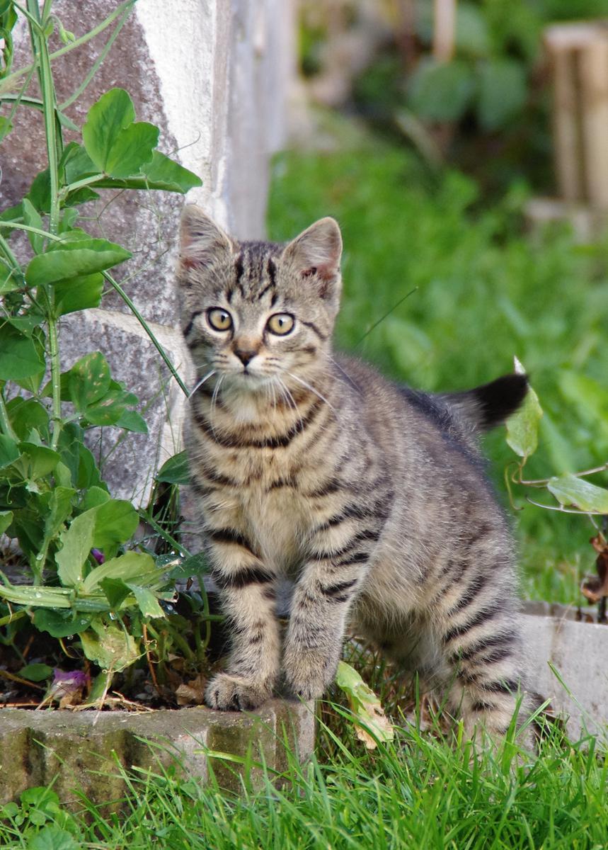 Proč si kočky hrají s kořistí?