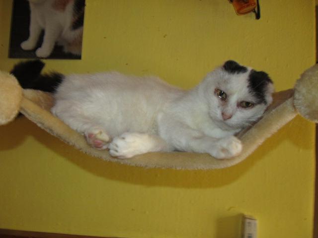 Pozoruhodná kočička Gaia