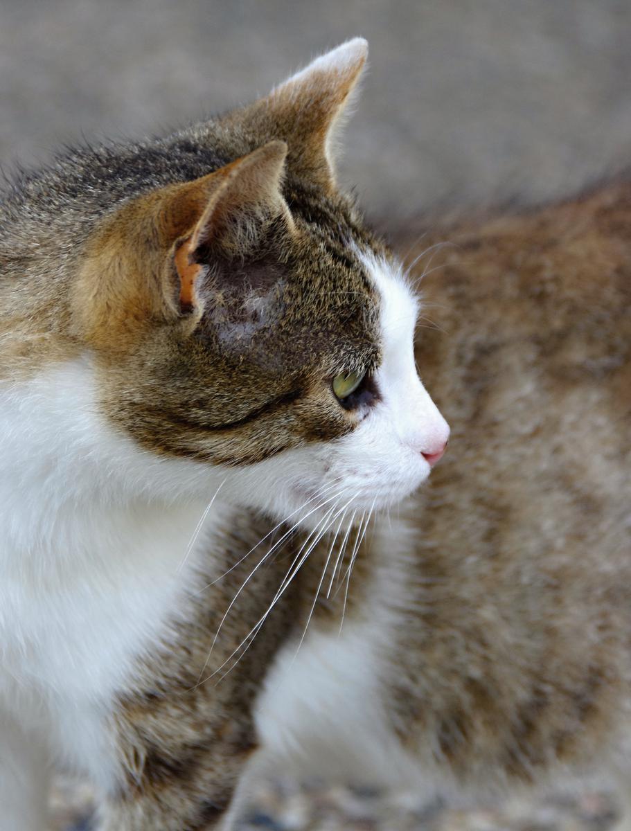 Výtvarná soutěž s kočičí tematikou