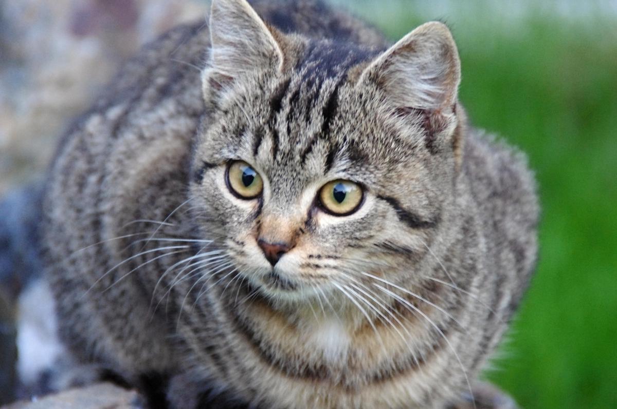 Operace a homeopatika