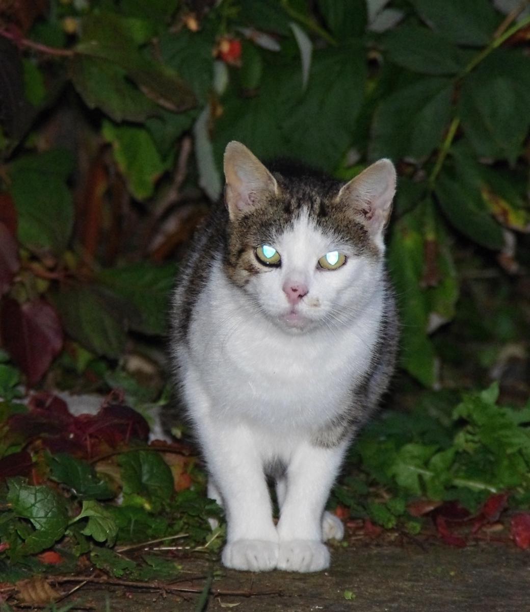 Reakce na zemětřesení