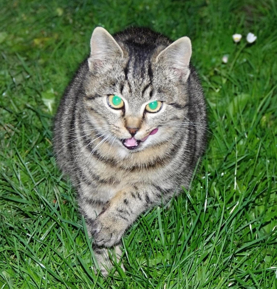 Mňoukání jako komunikační prostředek