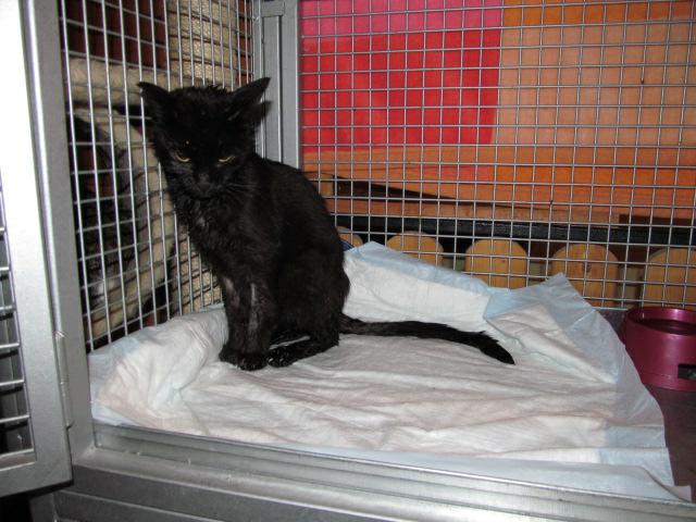 Pínulka, smutné rozloučení