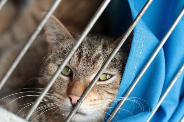 Pozvánka: VÝSTAVA PRO KOČKU - podzimní umisťovací výstava opuštěných koček