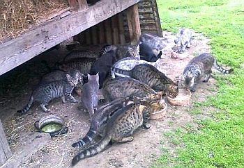 Kočičí sociální program