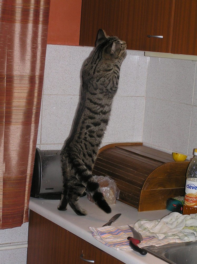 Kocour nenechá nikoho vyspat