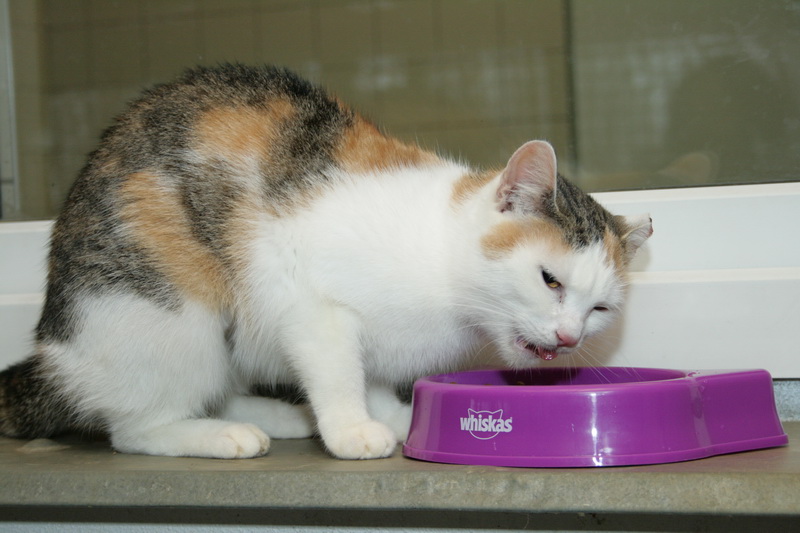 Štědrý den a půl roku plné misky v útulcích