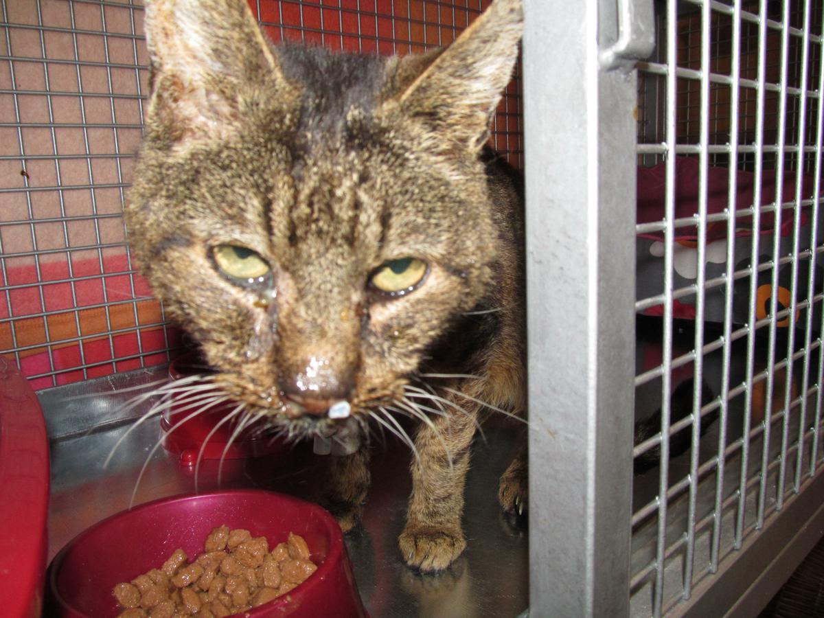 František Dobrota - rodák z blízké vesnice