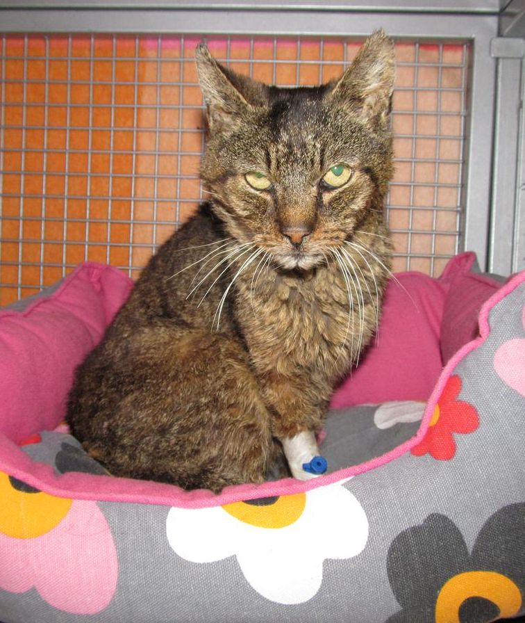 František Dobrota - rodák z blízké vesnice, 2. díl