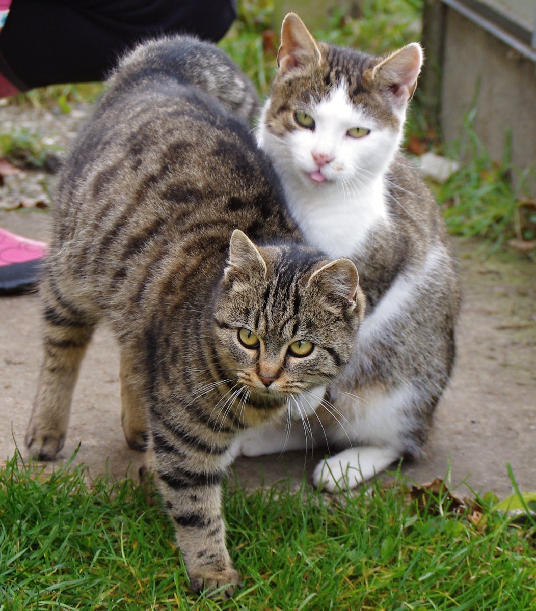 Řeč těla a mimika