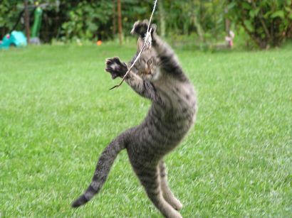 Chtěli zabít Mikeše