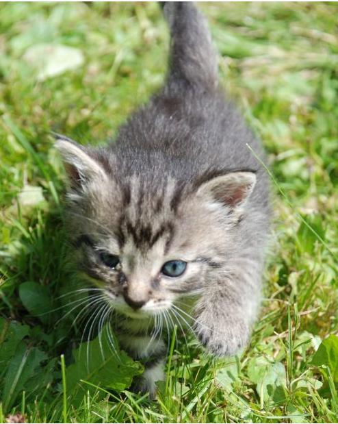 Ochránci zvířat slaví - Evropa končí s kosmetikou testovanou na zvířatech