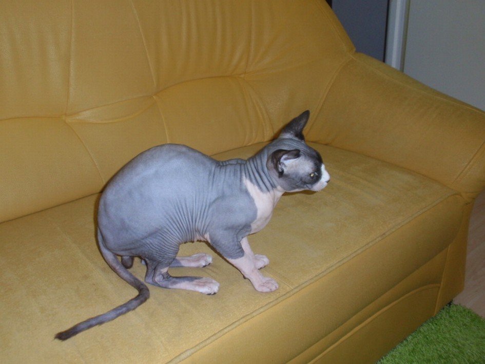 Co se značkujícím kocourem?