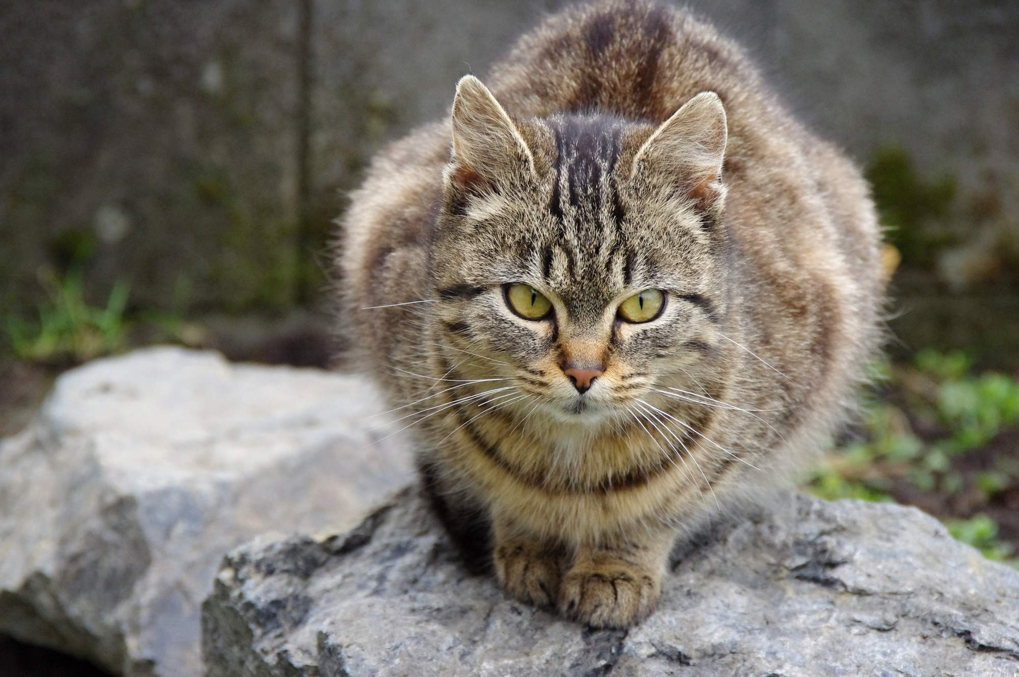 Tělesná stavba kočky