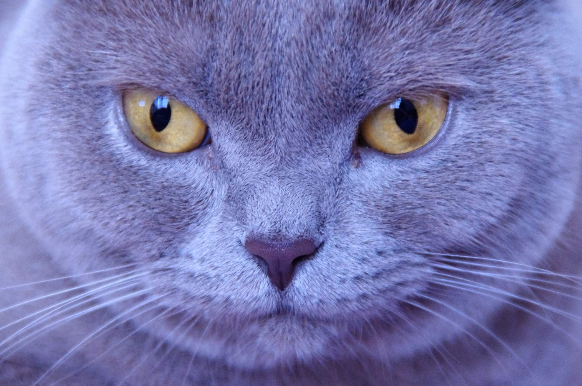 Jaké jsou nejčastější jedy?