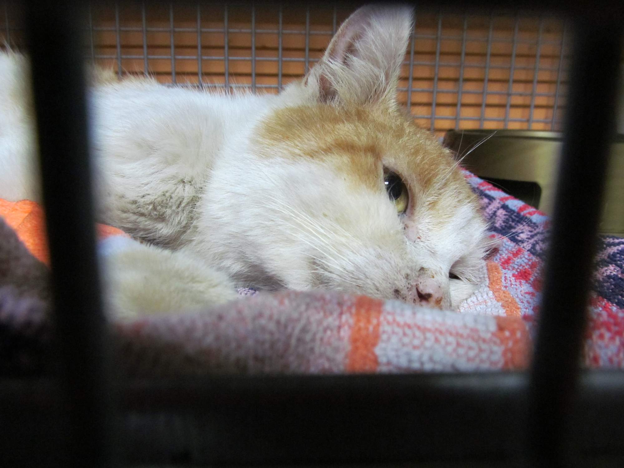 Rozloučení s milovaným kocourkem Koljou