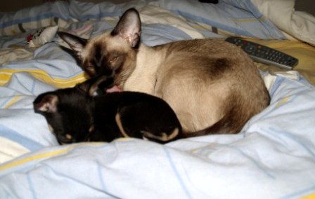 Zvykne si kočička na psy?