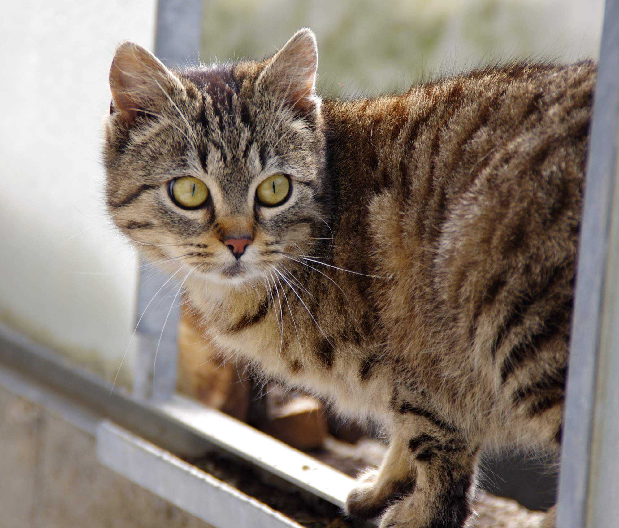 Kotě, nebo dospělou kočku?